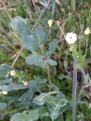 Pimpinella villosa