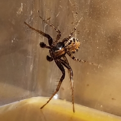 Xysticus californicus