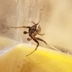 Xysticus californicus