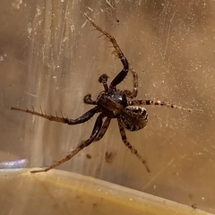 Xysticus californicus