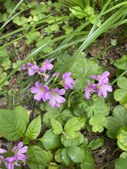 Oxalis debilis