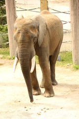 Elephantidae