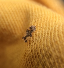 Corythucha juglandis