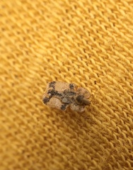 Corythucha juglandis