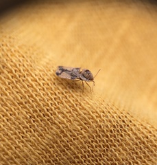 Corythucha juglandis