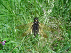 Libelloides hispanicus