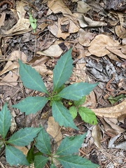 Parthenocissus quinquefolia