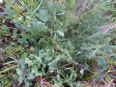 Pimpinella villosa