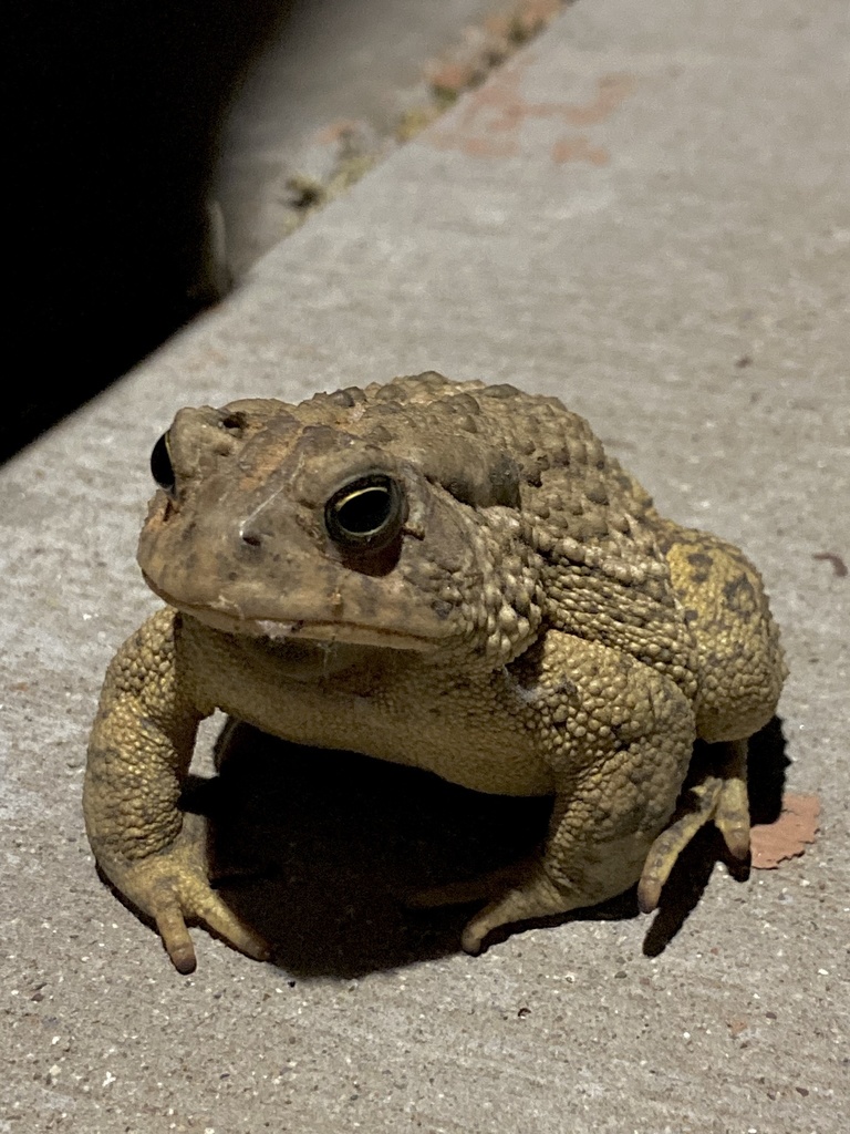 Woodhouse's Toad from E Fairway Loop, Moab, UT, US on May 6, 2020 at 09 ...