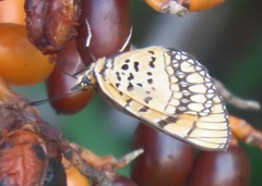 Byblia anvatara