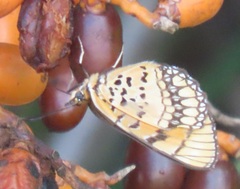 Byblia anvatara