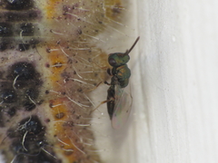 Pteromalus