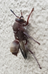 Polistes madiburensis