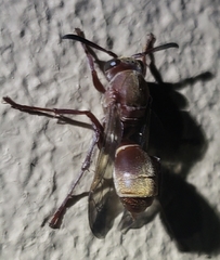 Polistes madiburensis