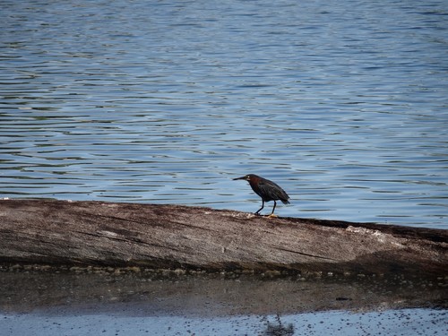 Green Heron photographed in Iowa