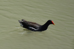 Gallinula chloropus