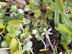 Ranunculus hederaceus