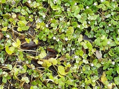 Ranunculus hederaceus