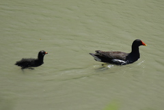 Gallinula chloropus