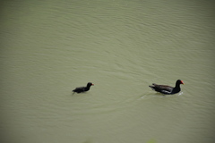 Gallinula chloropus