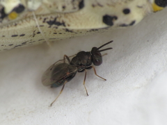 Pteromalus