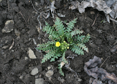 Chorispora sibirica
