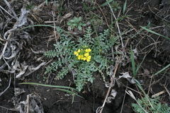 Chorispora sibirica