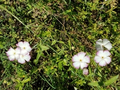 Phlox drummondii