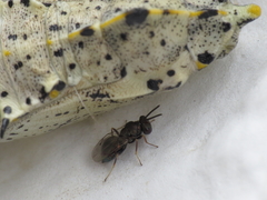 Pteromalus