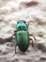 Harpalus distinguendus distinguendus