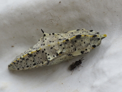 Pteromalus