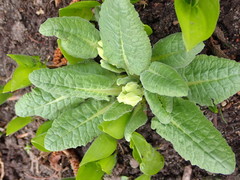 Primula veris