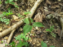 Trillium viride