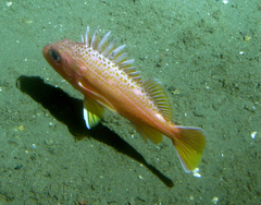 Greenspotted Rockfish photo 4