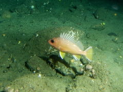 Greenspotted Rockfish photo 1