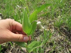 Clematis fremontii