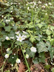 Allium pendulinum