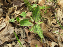 Trillium viride