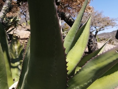 Agave scaposa