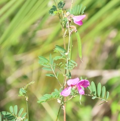 Tephrosia shiluwanensis