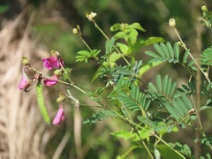 Tephrosia shiluwanensis