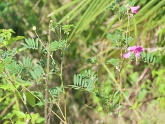 Tephrosia shiluwanensis