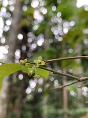 Flacourtia inermis