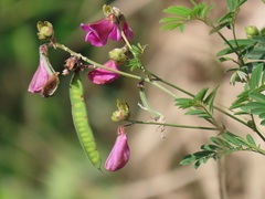 Tephrosia shiluwanensis