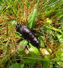 Berberomeloe comunero