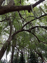 Parmentiera cereifera