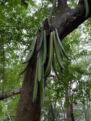 Parmentiera cereifera