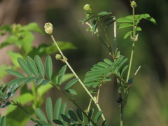Tephrosia shiluwanensis