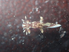 Ancula lentiginosa