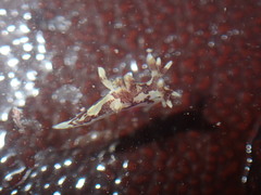 Ancula lentiginosa